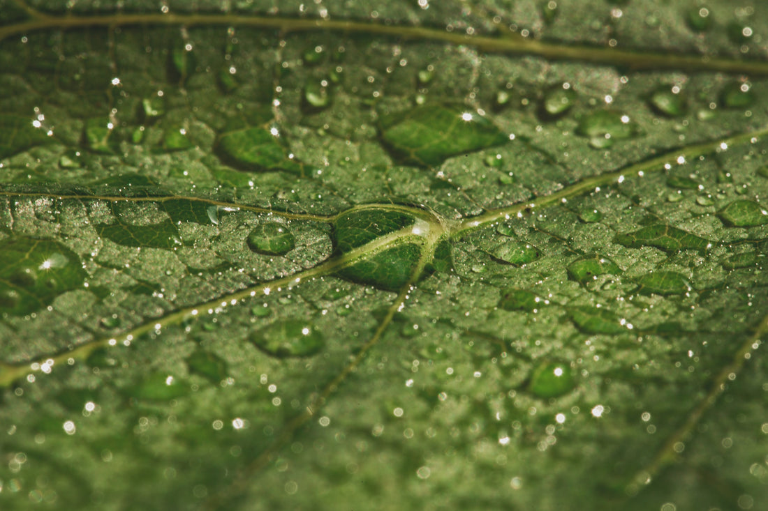 TAU and the Lightness of Summer